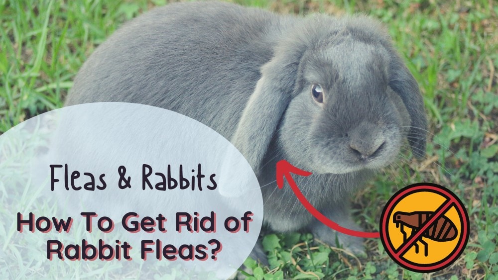 How to get rid of rabbit fleas