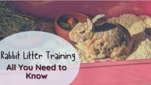How to litter train a rabbit