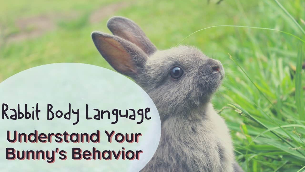 Rabbit body language and behavior