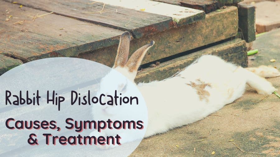 Rabbit hip dislocation