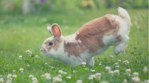 6 Signs Your Rabbit is Upset with You - Thumping