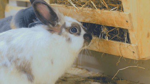 rabbit eating on hay rack