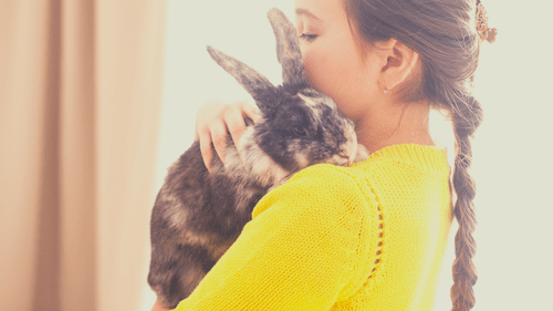 adopting-pet-rabbit