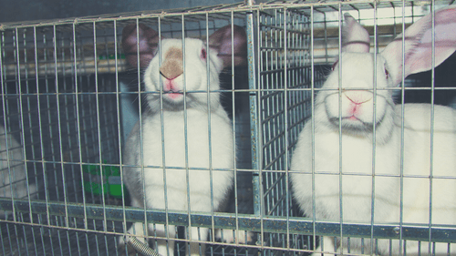 Adopting-rabbit-from-shelter