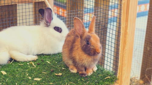Are Cages Good or Bad for Rabbits
