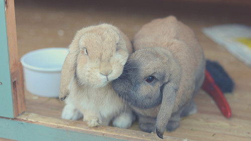 Are Rabbits Affectionate