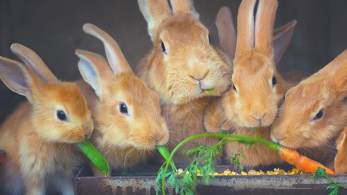 Bananas aren't the top food for rabbits