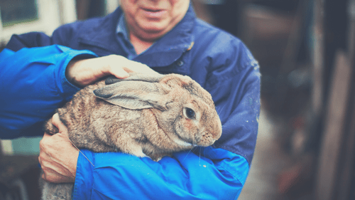 buying-rabbit-from-pet-breeder