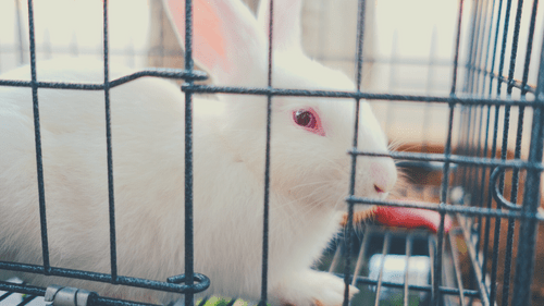 buying-rabbit-pet-store