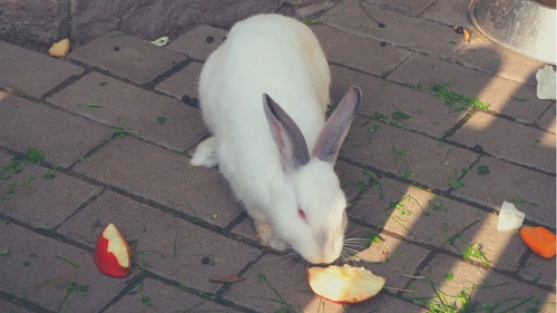 Can Rabbits Eat Apple Skin and Stems