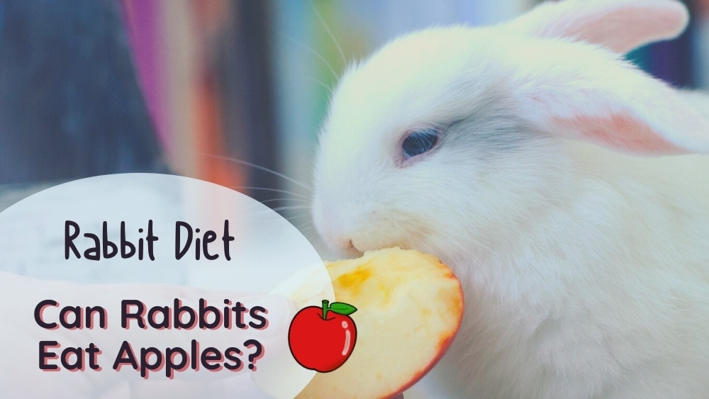 Can Rabbits Eat Apples? Pros and Cons of Apples as a Treat for Bunnies