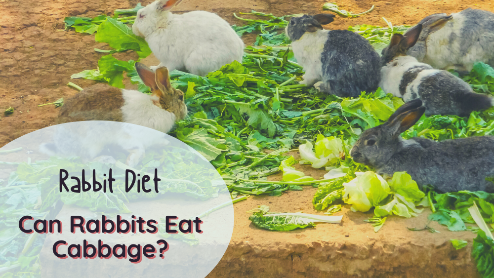benefits of cabbage for rabbits