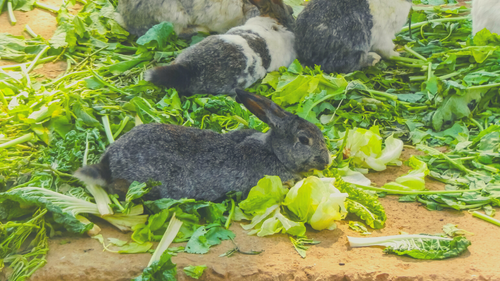 rabbits eating cabbage