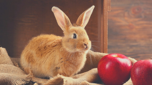 Can Rabbits Eat Cooked Apples