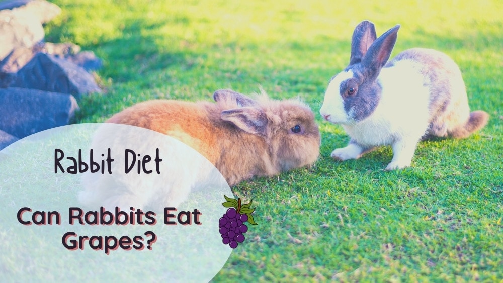 Can Rabbits Eat Grapes? Popular Fruity Snack