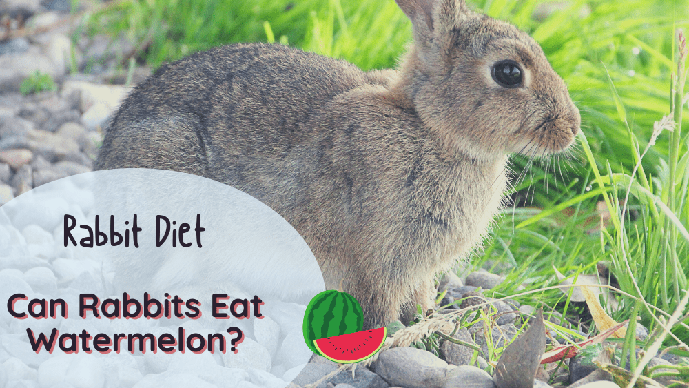 5 Benefits of Watermelon as a Bunny Treat