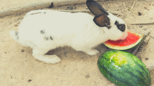 can rabbits eat watermelon