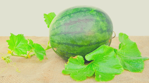 Fresh watermelon with leaves