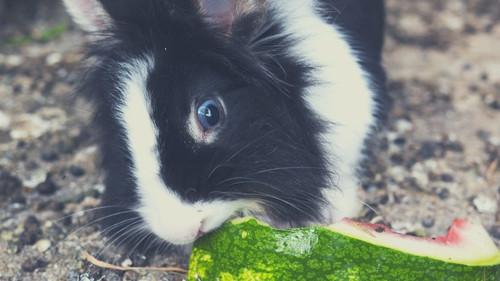 black and white rabbit eating watermelon rind