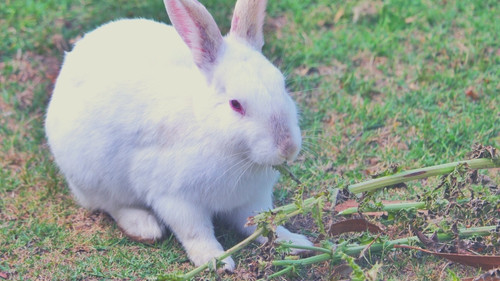 Can rabbits eat dried or dehydrated blueberries