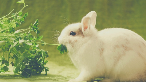 Can rabbits eat tomato plants