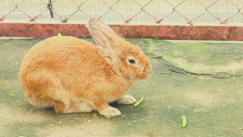 Can rabbits eat whole tomato fruit