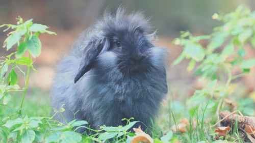 Can rabbits have blueberries everyday
