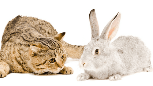 rabbits-with-other-pets