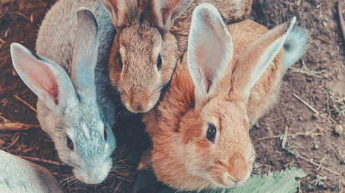 Choosing The Right Partner For Your Rabbit