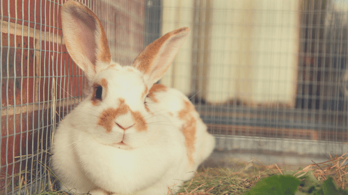 Indoor Rabbit Enclosure Setup: Step by Step - Indoor Rabbit Enclosure Setup: Step by Step