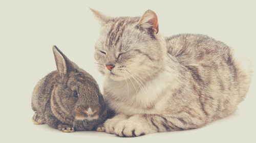 Coexisting rabbits and cats