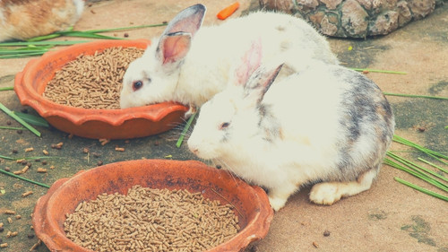 pellets Diet for Adult Rabbits