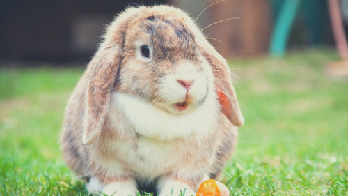Male and Female rabbits differences - Visual Differences