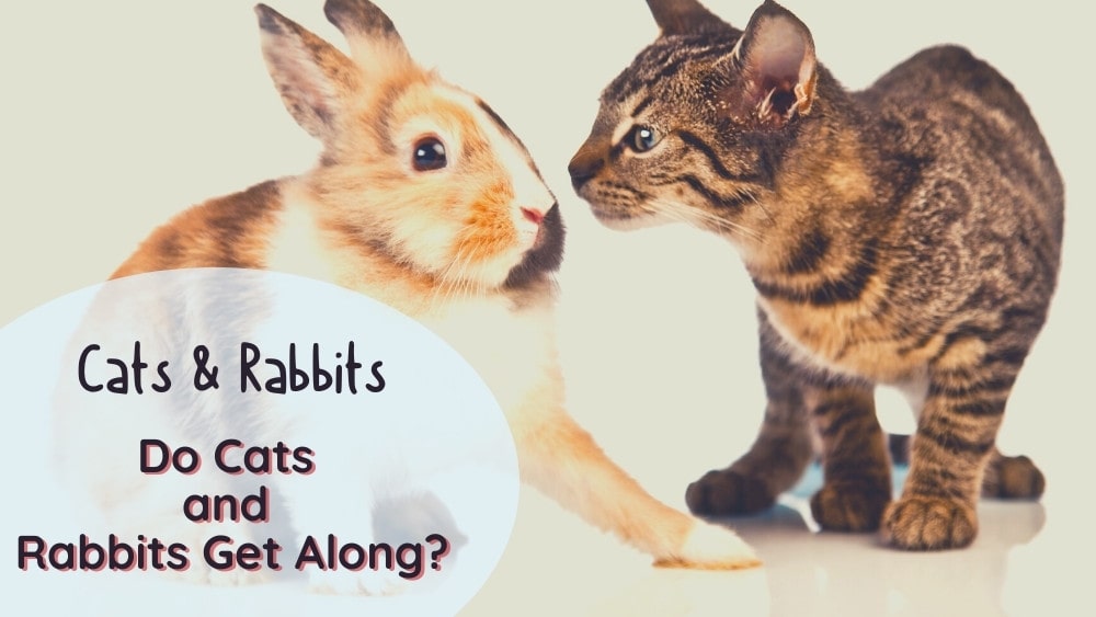 do bunnies and cats get along