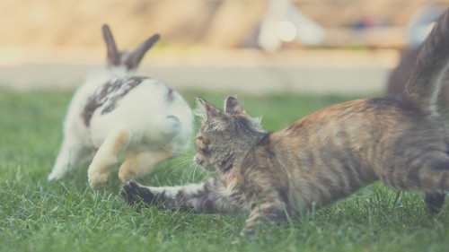 Do Cats Attack Rabbits