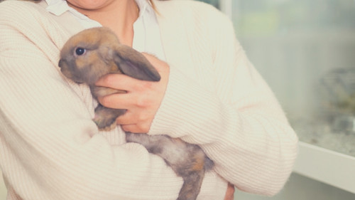 Do Rabbits Miss Their Owners