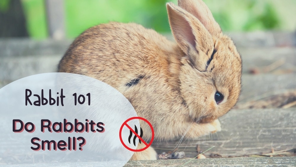 Do Rabbits Smell - A Guide to Rabbit Odor