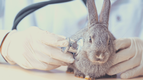 rabbit-vet-vaccination