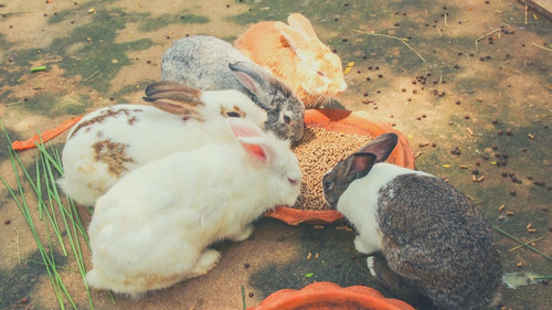 Do shelters charge adoption fees for rabbits