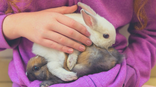 Don’t breed unhealthy rabbits or rabbits that are too young