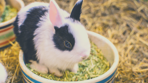 Indoor Rabbit Enclosure Setup: Step by Step - food and water