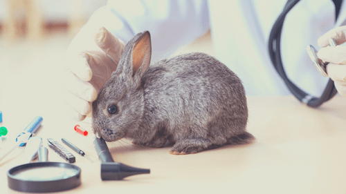 vet checking rabbit