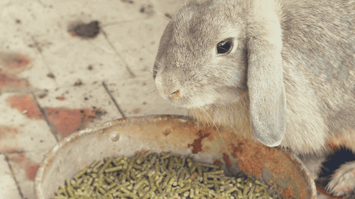 rabbit eating food treats