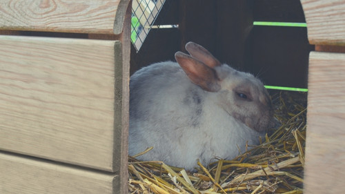 Give a pregnant rabbit her own enclosure or cage.