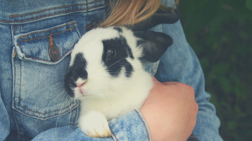 Handling your pet rabbit