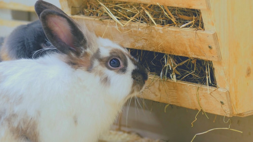 Hay - The Essential Rabbit Food