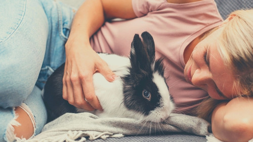 How much does it cost to care for a rabbit over its lifetime?