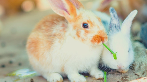 How much is a rabbit from a breeder?