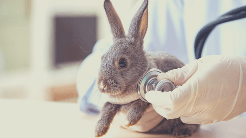 Rabbit-care-time