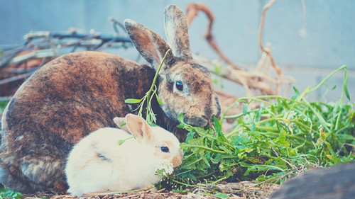 How to Change a Rabbit’s Diet - Not Too Fast